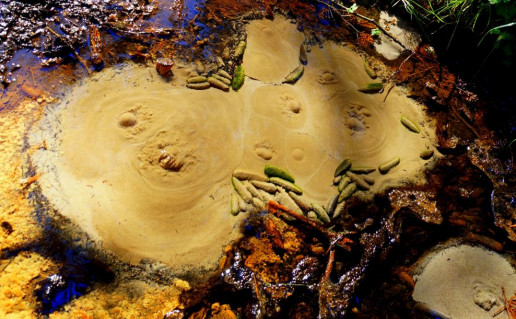 3_Šveicarkos šaltinis2.jpg